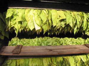 tobacco, tobacco leaves, tobacco core